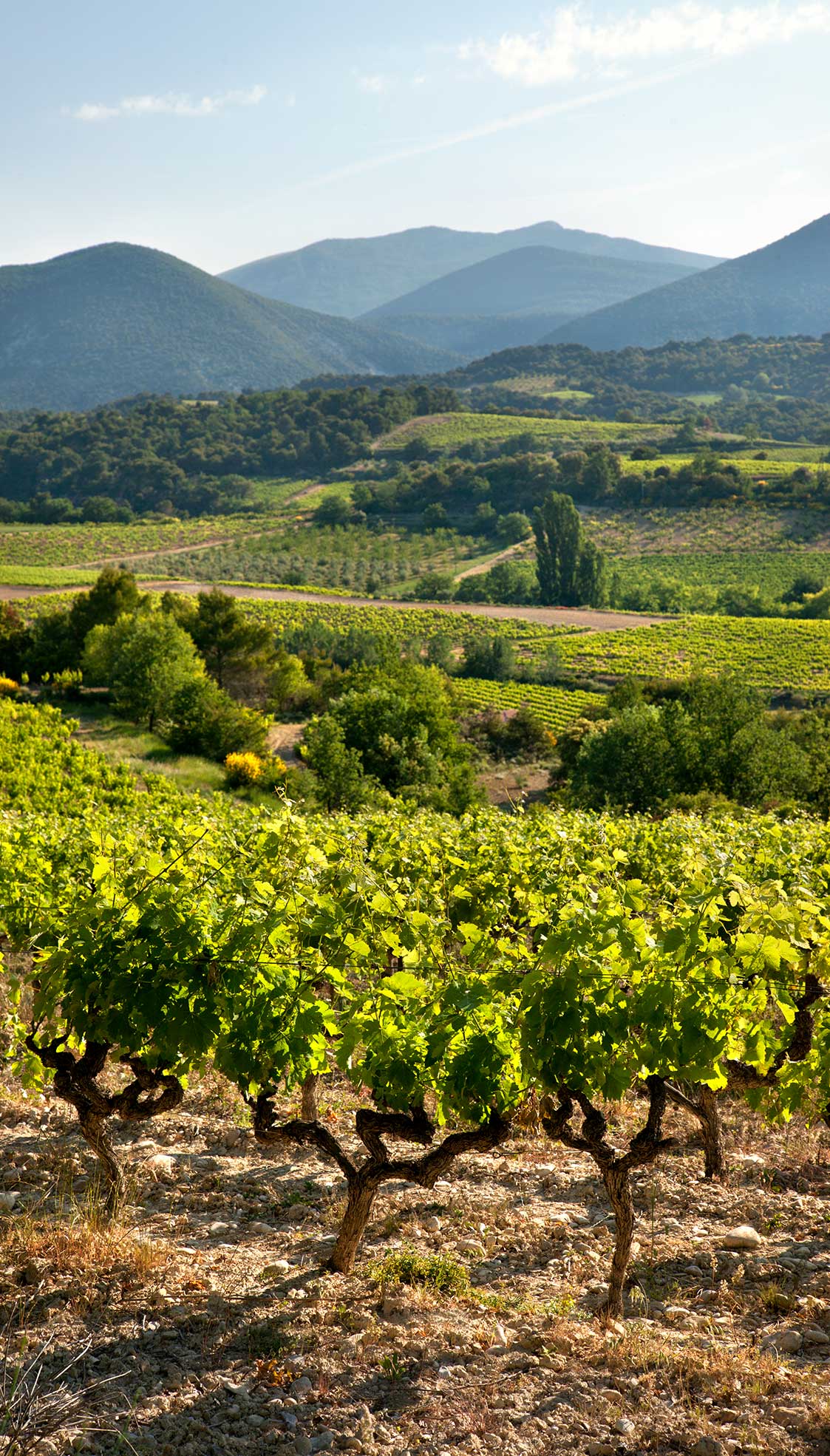 vignoble paysage vinsobres