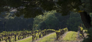 Bois et vignes cohabitent à Vinsobres